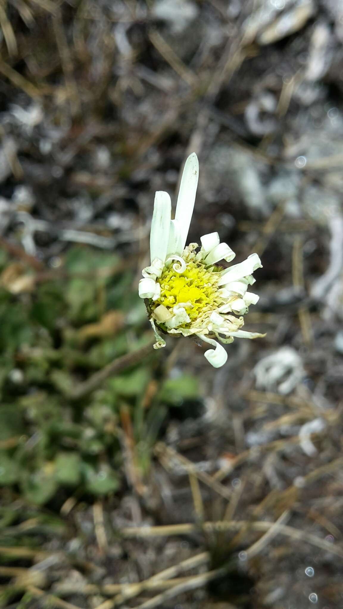 Image of <i>Brachyscome montana</i>