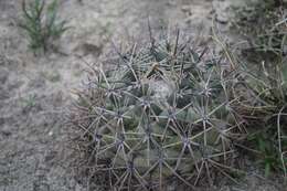 Image of Coryphantha poselgeriana (A. Dietr.) Britton & Rose