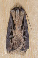 صورة Agrotis volubilis Harvey 1874