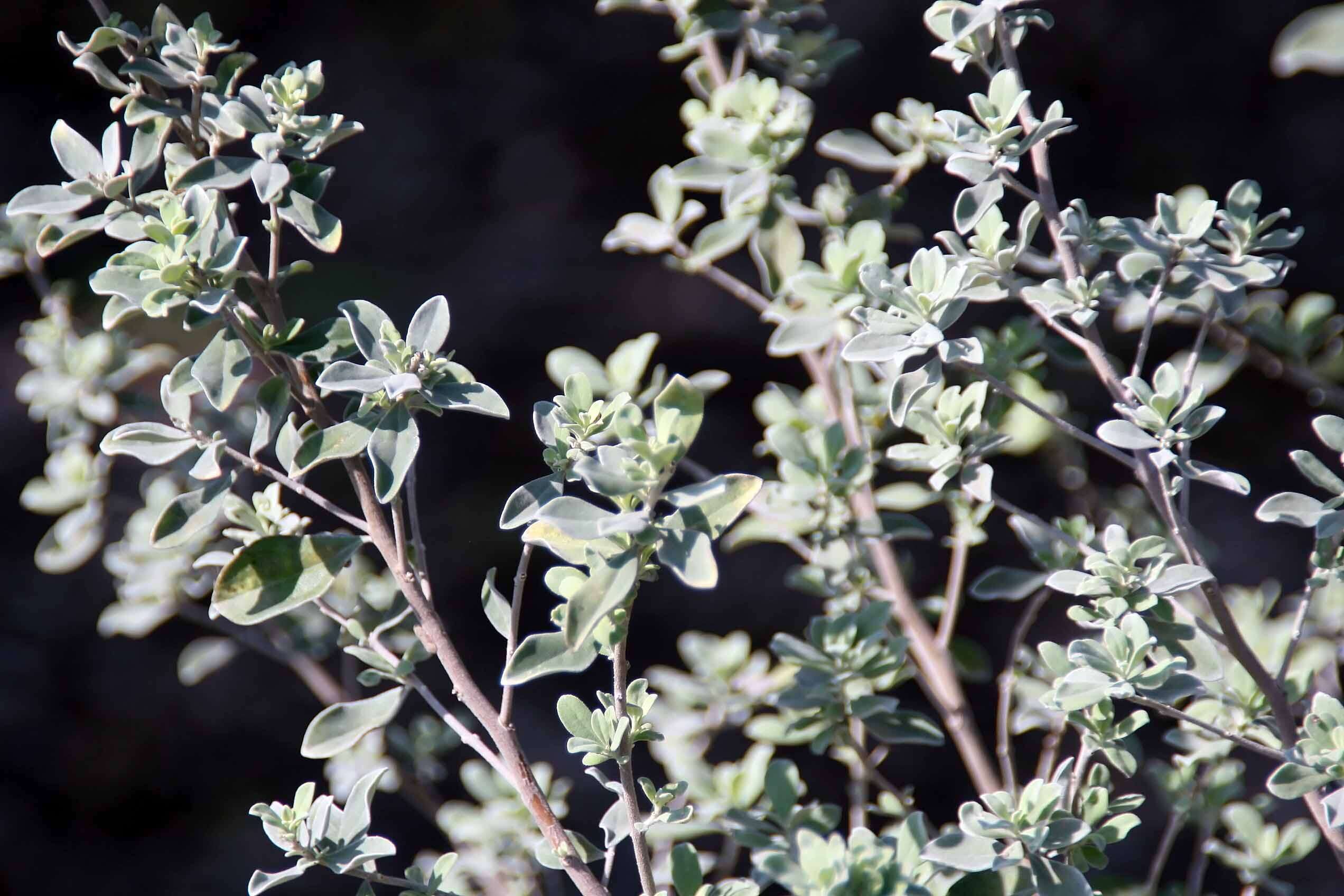 Imagem de Leucophyllum frutescens (Berl.) I. M. Johnston