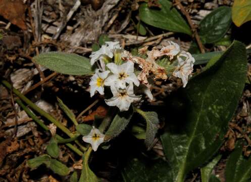 Image of Heliotropium suaveolens M. Bieb.