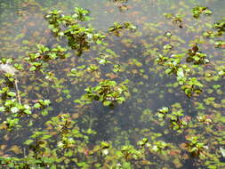 Слика од Ludwigia repens Forst.