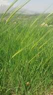 Image of spontaneous barley