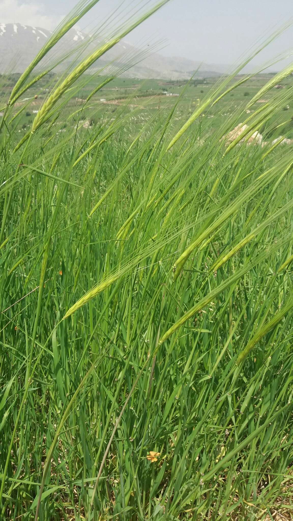 Image of spontaneous barley