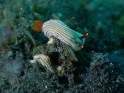 Image of Orange gilled purple lined white slug