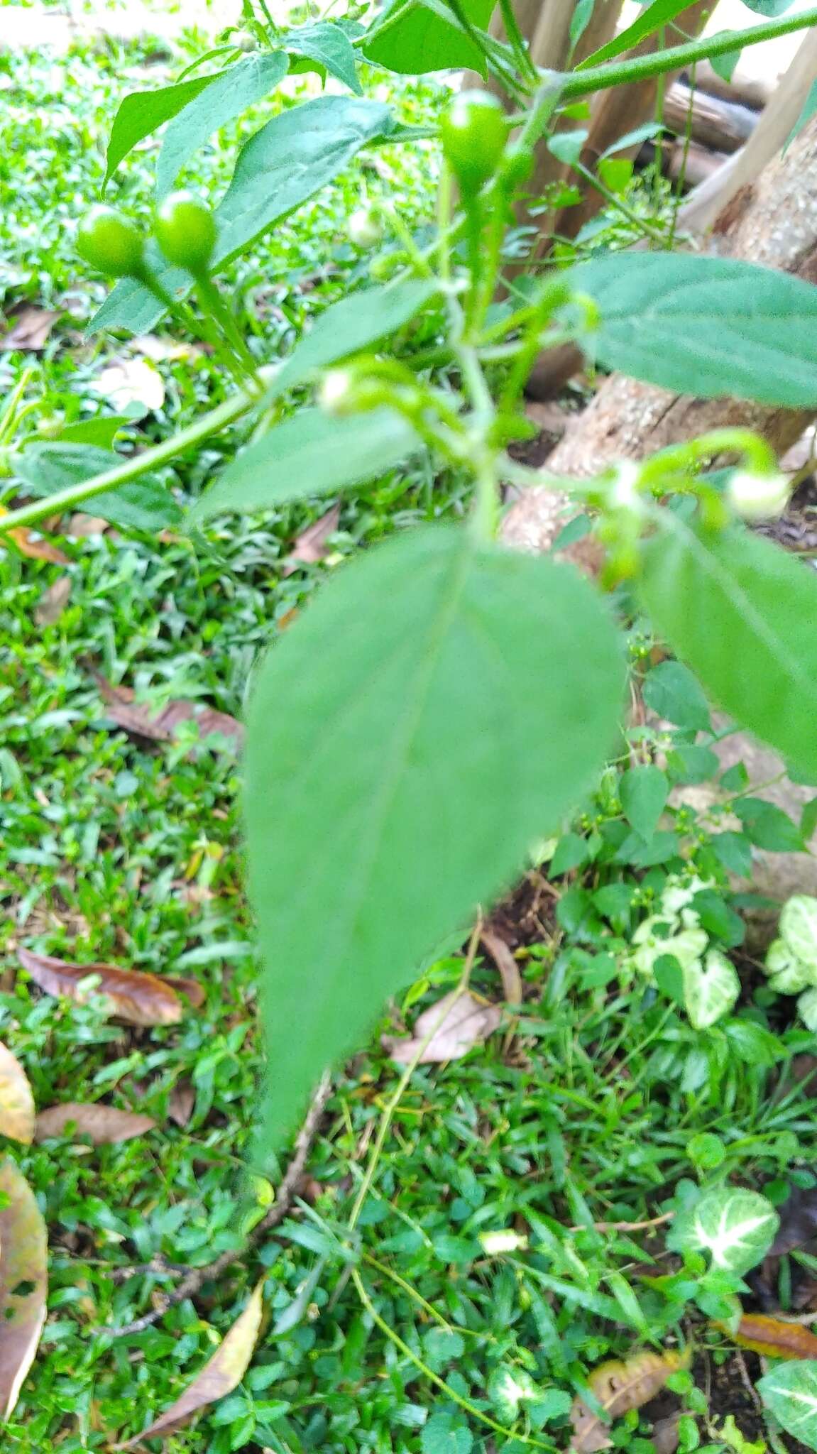 Image of Capsicum baccatum var. praetermissum (Heiser & Smith) A. T. Hunziker