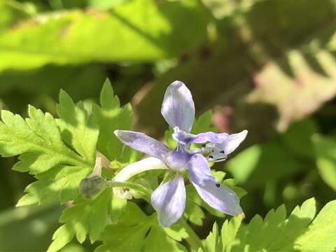 Image of Delphinium anthriscifolium Hance