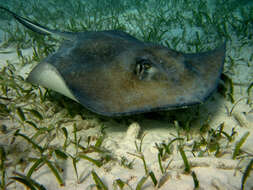 Image of Southern stingray