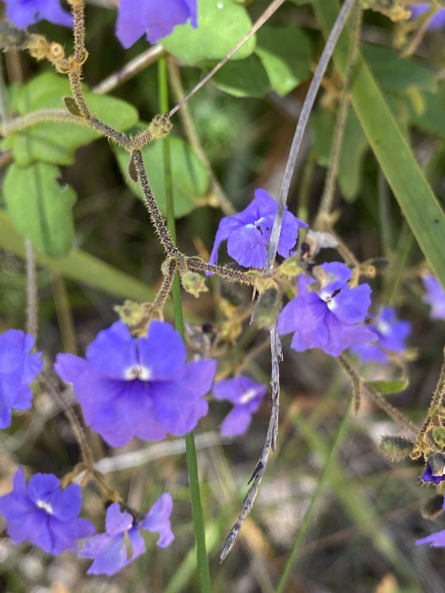 Image of Dampiera hederacea R. Br.