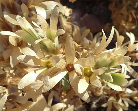 صورة Kissenia capensis Endl.