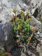 Sivun Saxifraga pseudolaevis Oettingen kuva