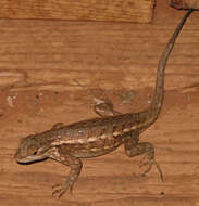 Image of Common Sagebrush Lizard