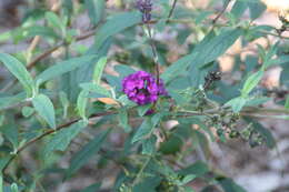 Image of butterfly-bush