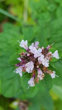 Image of Origanum vulgare subsp. vulgare