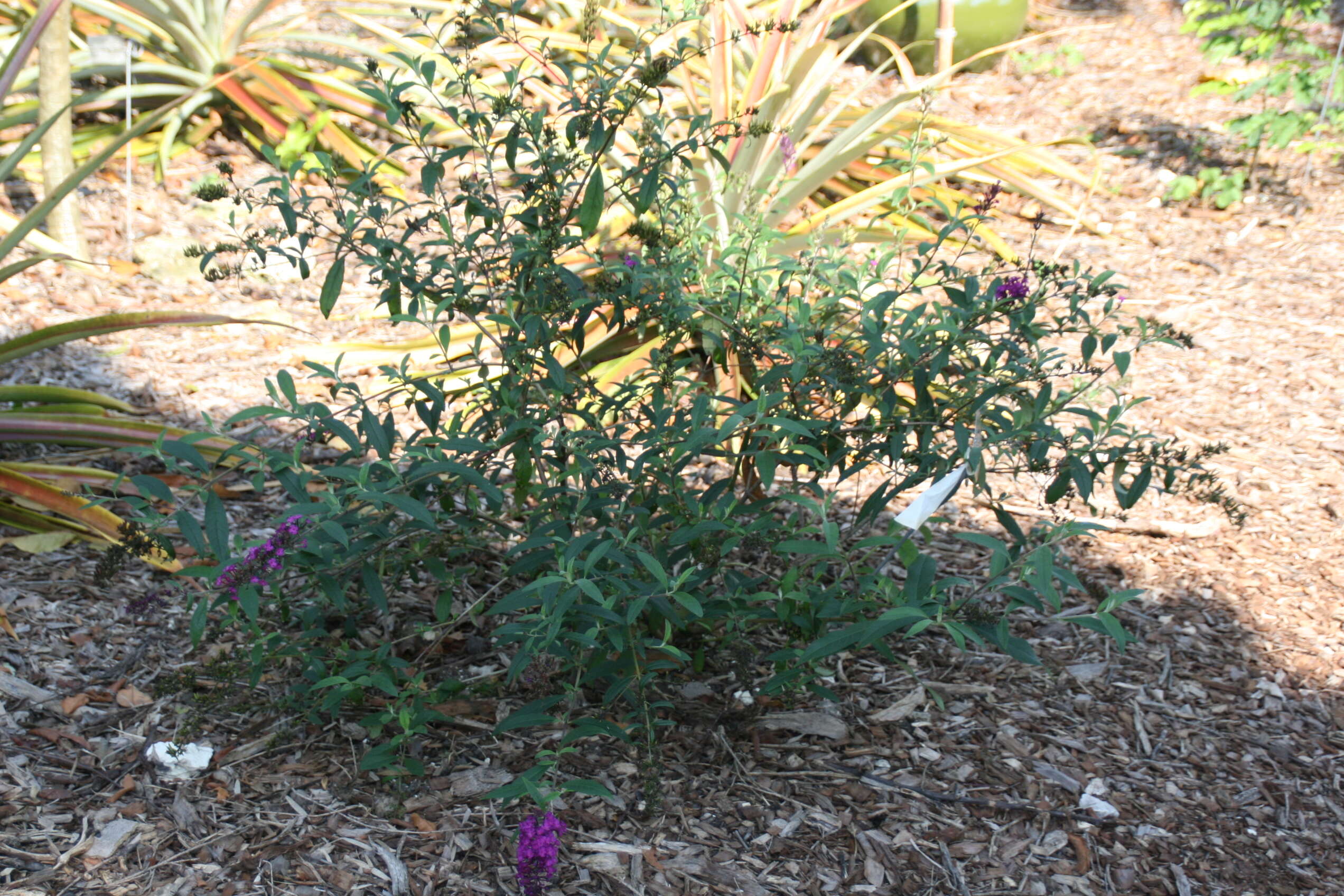 Image of butterfly-bush