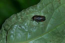 Image of Deois (Deois) spinulata Costa & Sakakibara 2002