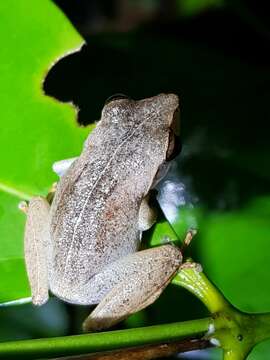 Image of Pseudophilautus folicola (Manamendra-Arachchi & Pethiyagoda 2005)