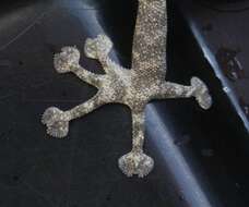 Image of Fan-fingered gecko