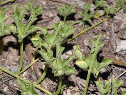 Image of Cucumis myriocarpus subsp. myriocarpus