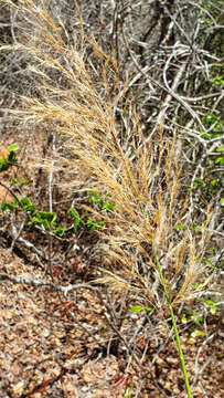 Image of Aristida similis Steud.