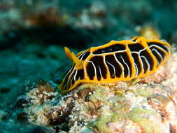 Image of Orange ridge black slug