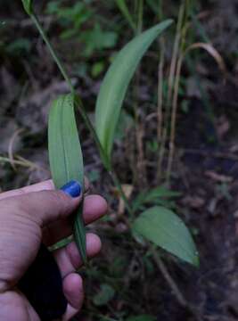 Image of Purple fringed orchid