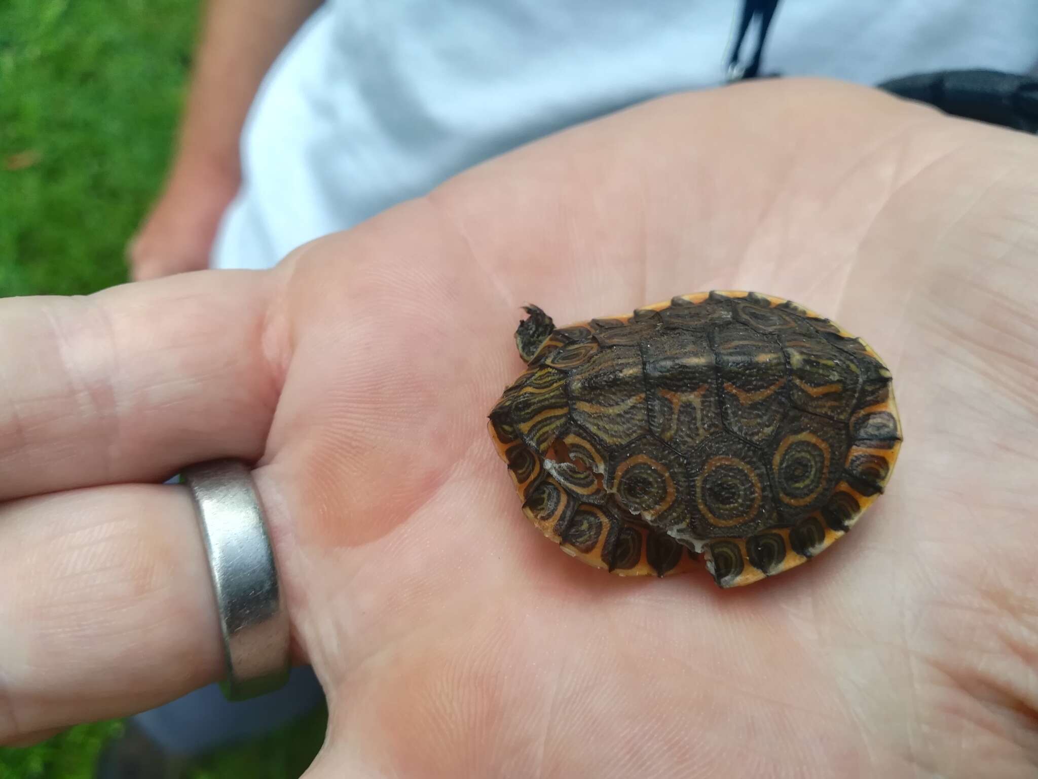 Sivun Trachemys venusta uhrigi Mccord, Joseph-ouni, Hagen & Blanck 2010 kuva