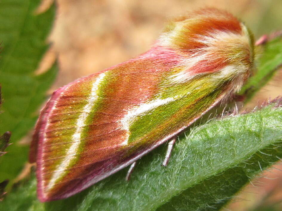 Pseudoips sylpha Butler 1879的圖片