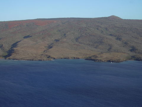 Image of white leadtree