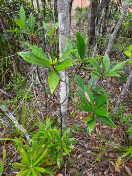 Image of Psychotria rupicola (Baill.) Schltr.