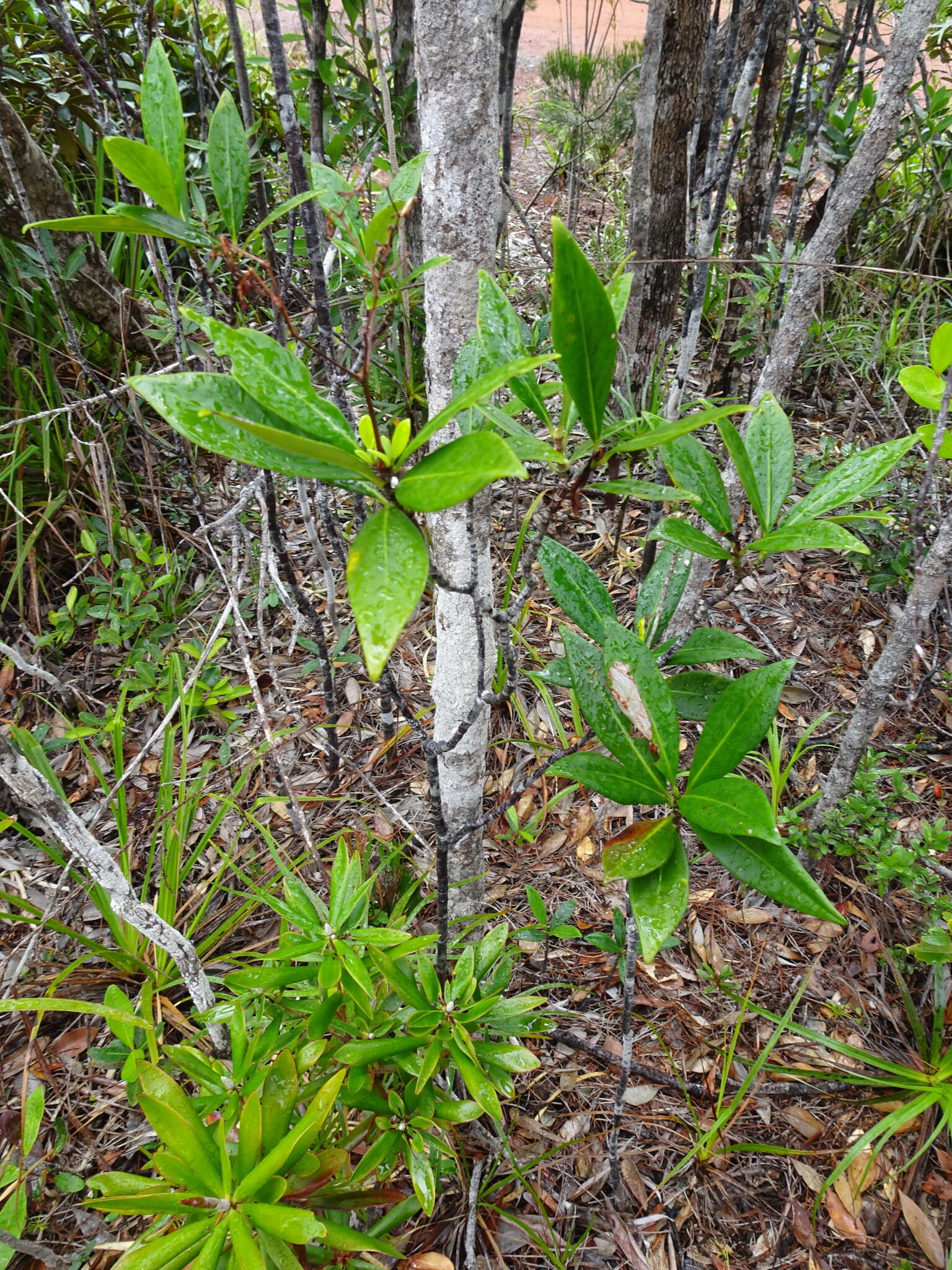 Image of Psychotria rupicola (Baill.) Schltr.