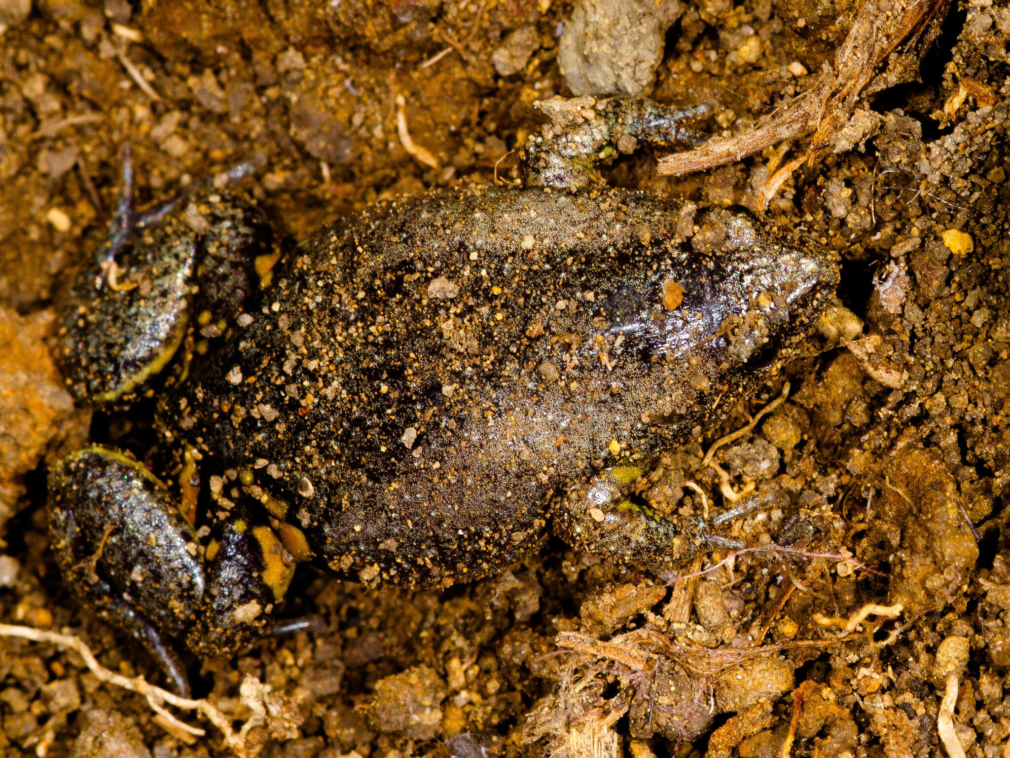 Image of Elachistocleis cesarii (Miranda-Ribeiro 1920)