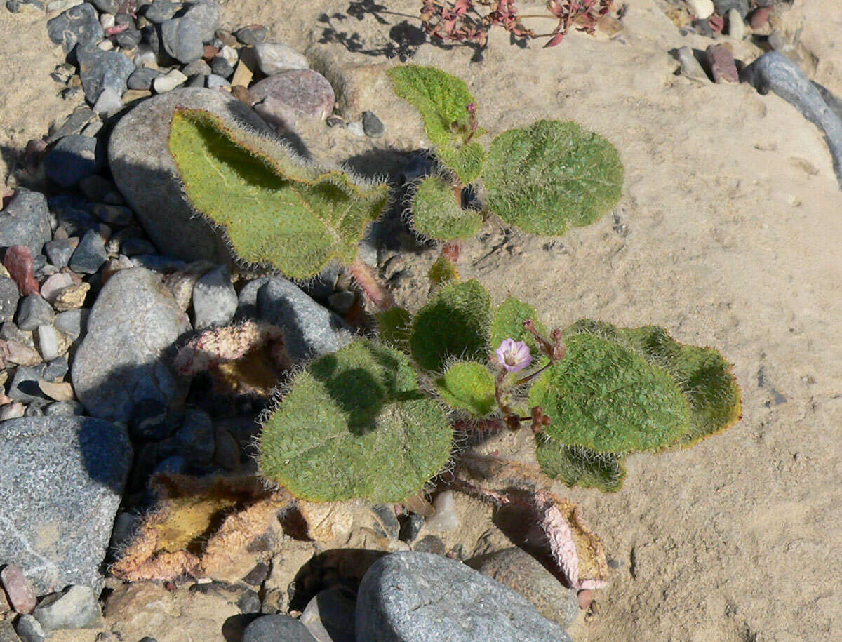 Imagem de Anulocaulis annulatus (Coville) Standl.