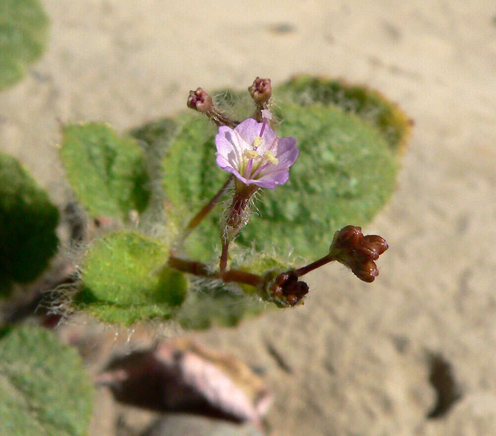 Imagem de Anulocaulis annulatus (Coville) Standl.