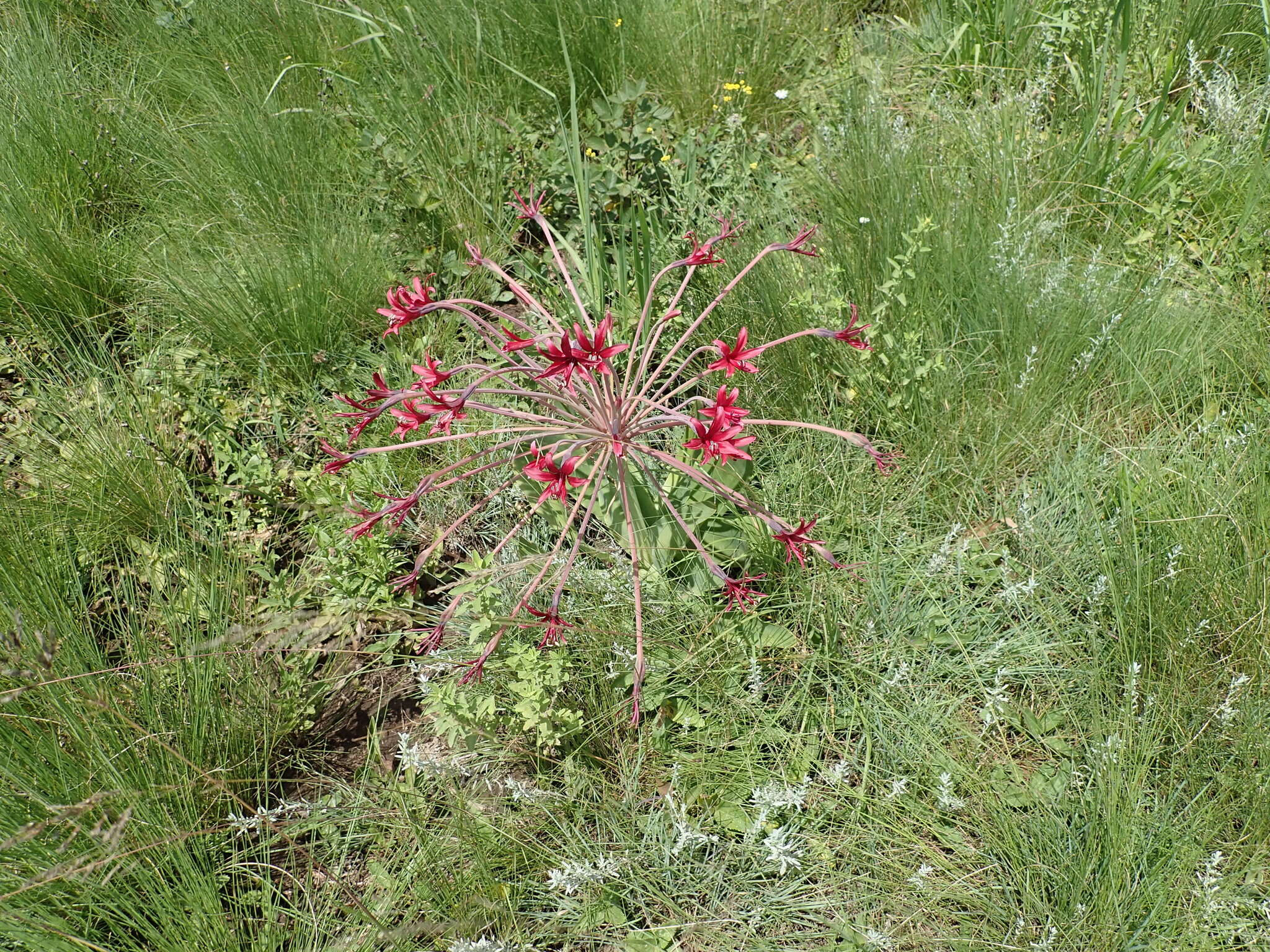 Слика од Brunsvigia undulata F. M. Leight.