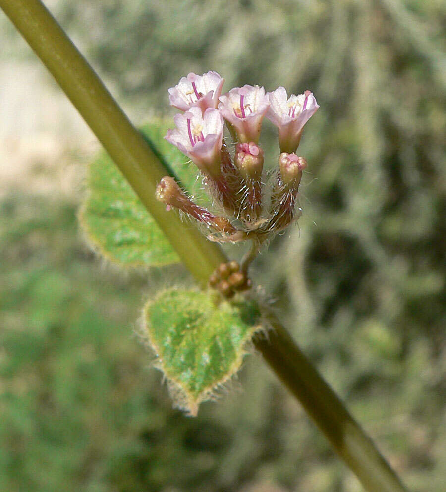 Imagem de Anulocaulis annulatus (Coville) Standl.