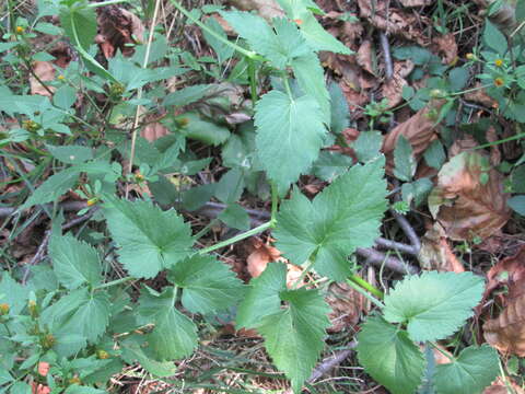 Image of Ostericum palustre (Besser) Besser