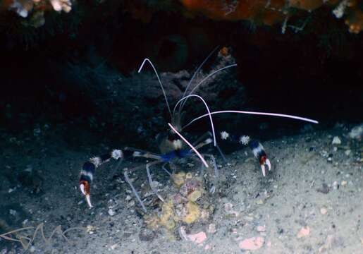 Image of coral shrimps