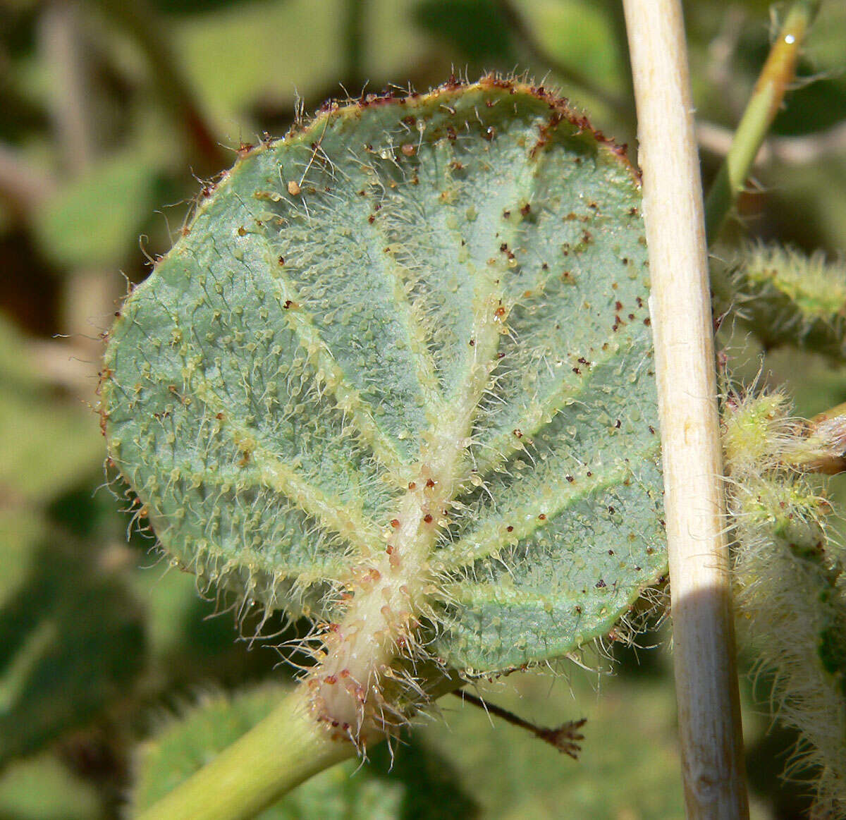 Imagem de Anulocaulis annulatus (Coville) Standl.