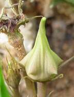 Plancia ëd Ceropegia verekeri subsp. verekeri