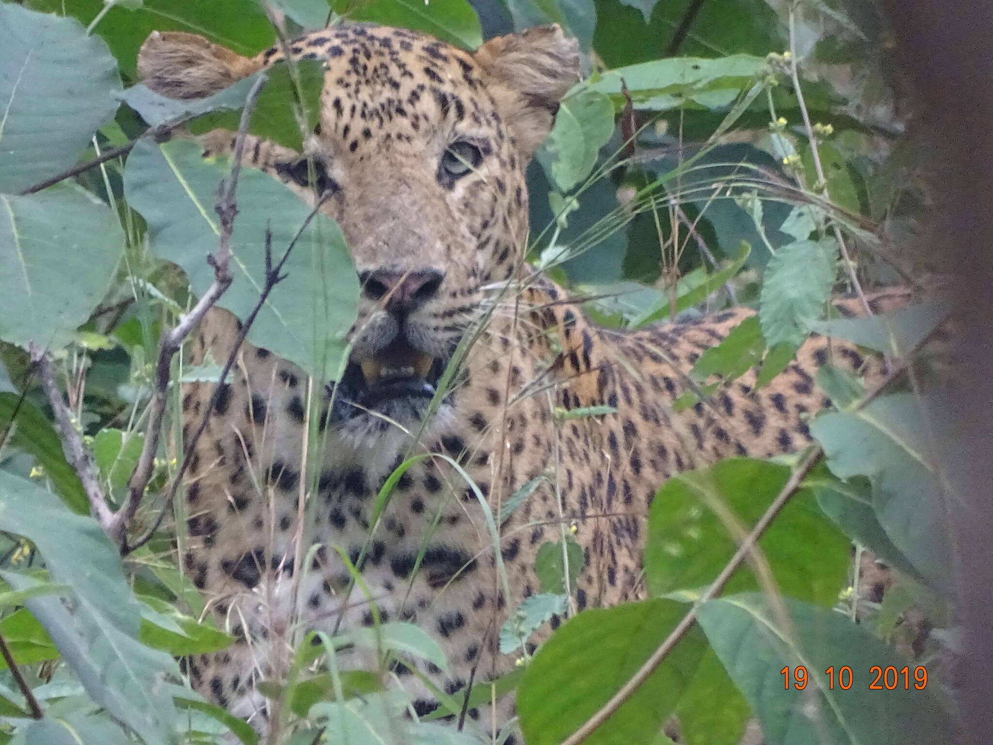 Image of Indian leopard