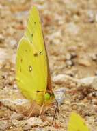 Image of Orange Sulphur