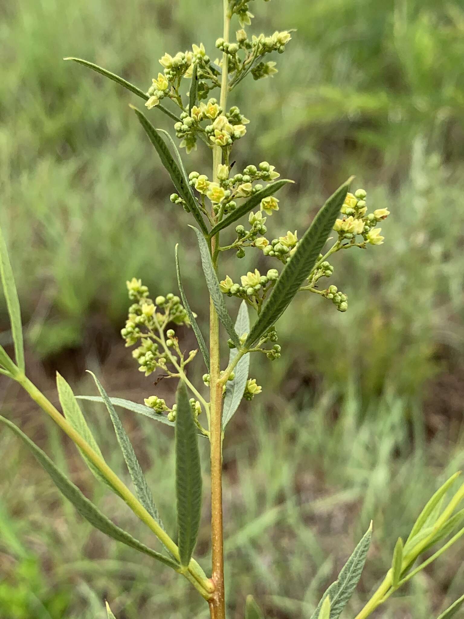 Searsia pygmaea (Moffett) Moffett的圖片