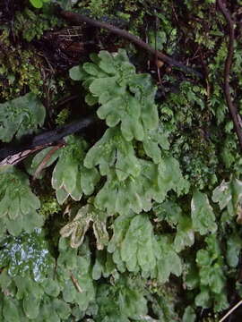 Imagem de Symphyogyna hymenophyllum (Hook.) Nees & Mont.