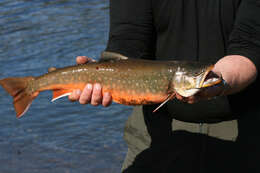 Image of Arctic Char