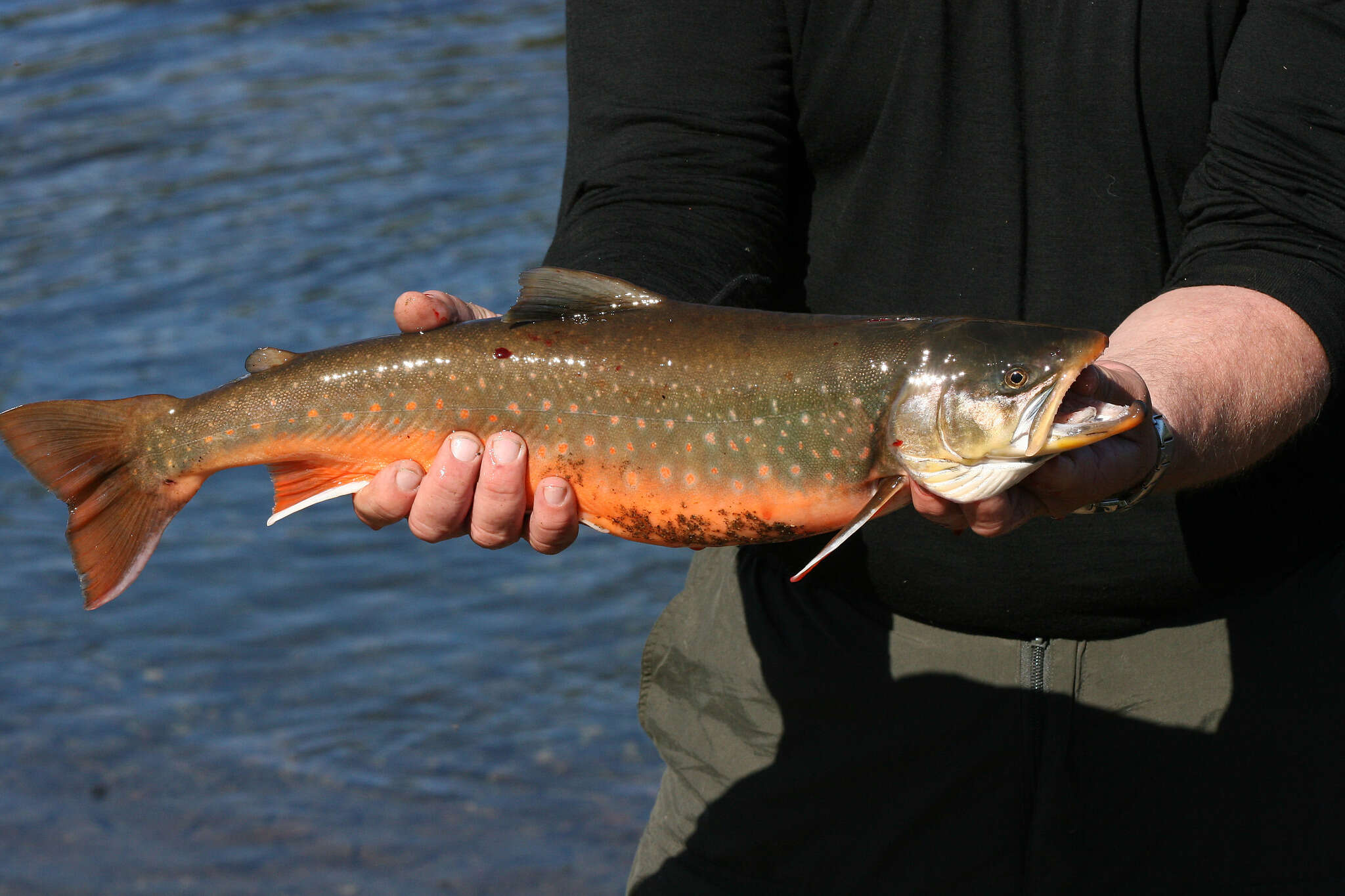 Image of Arctic Char