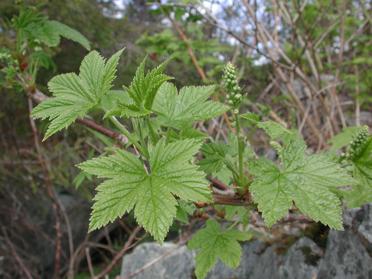 Sivun Ribes bracteosum Dougl. ex Hook. kuva