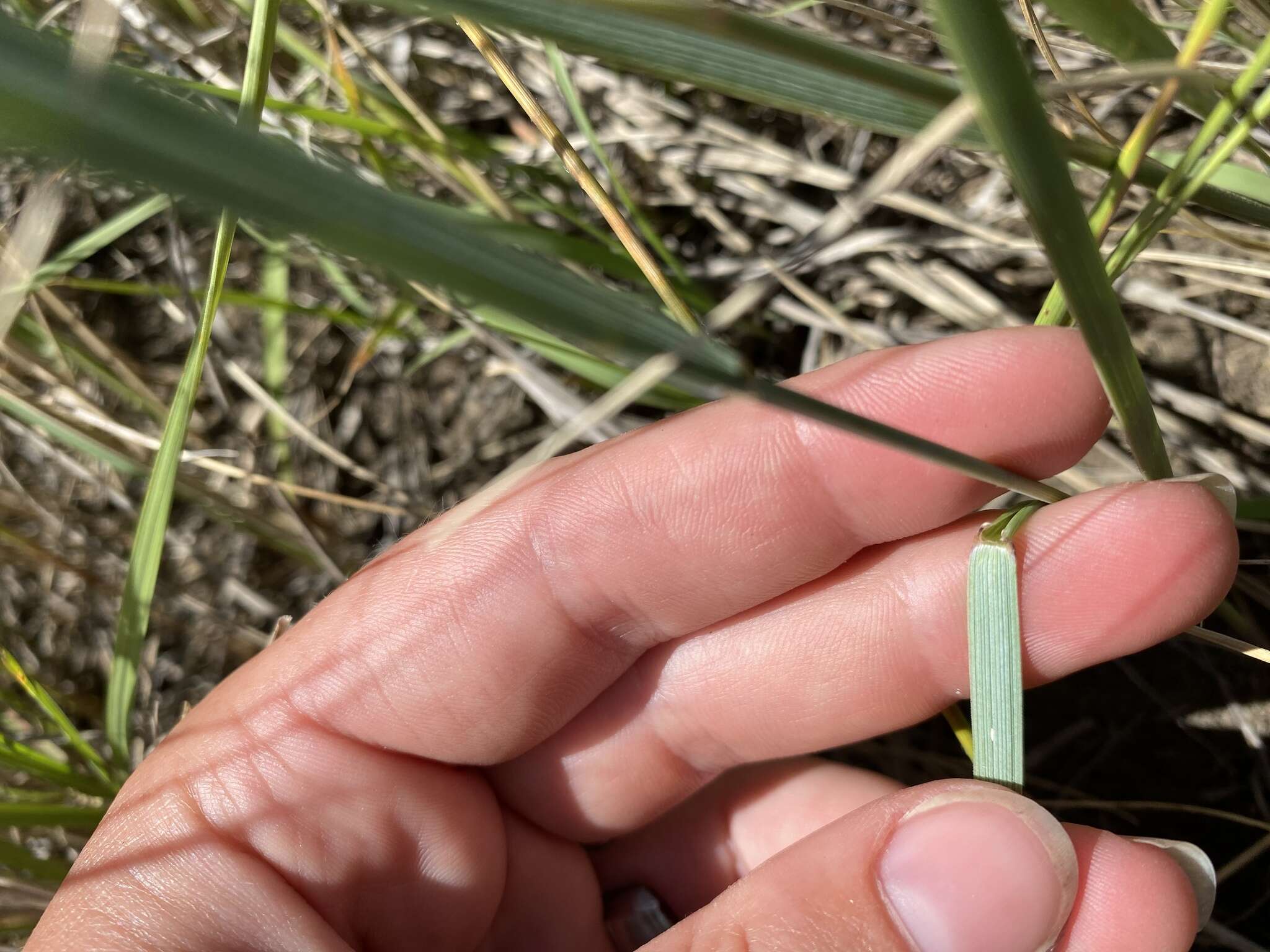 Elymus smithii (Rydb.) Gould的圖片