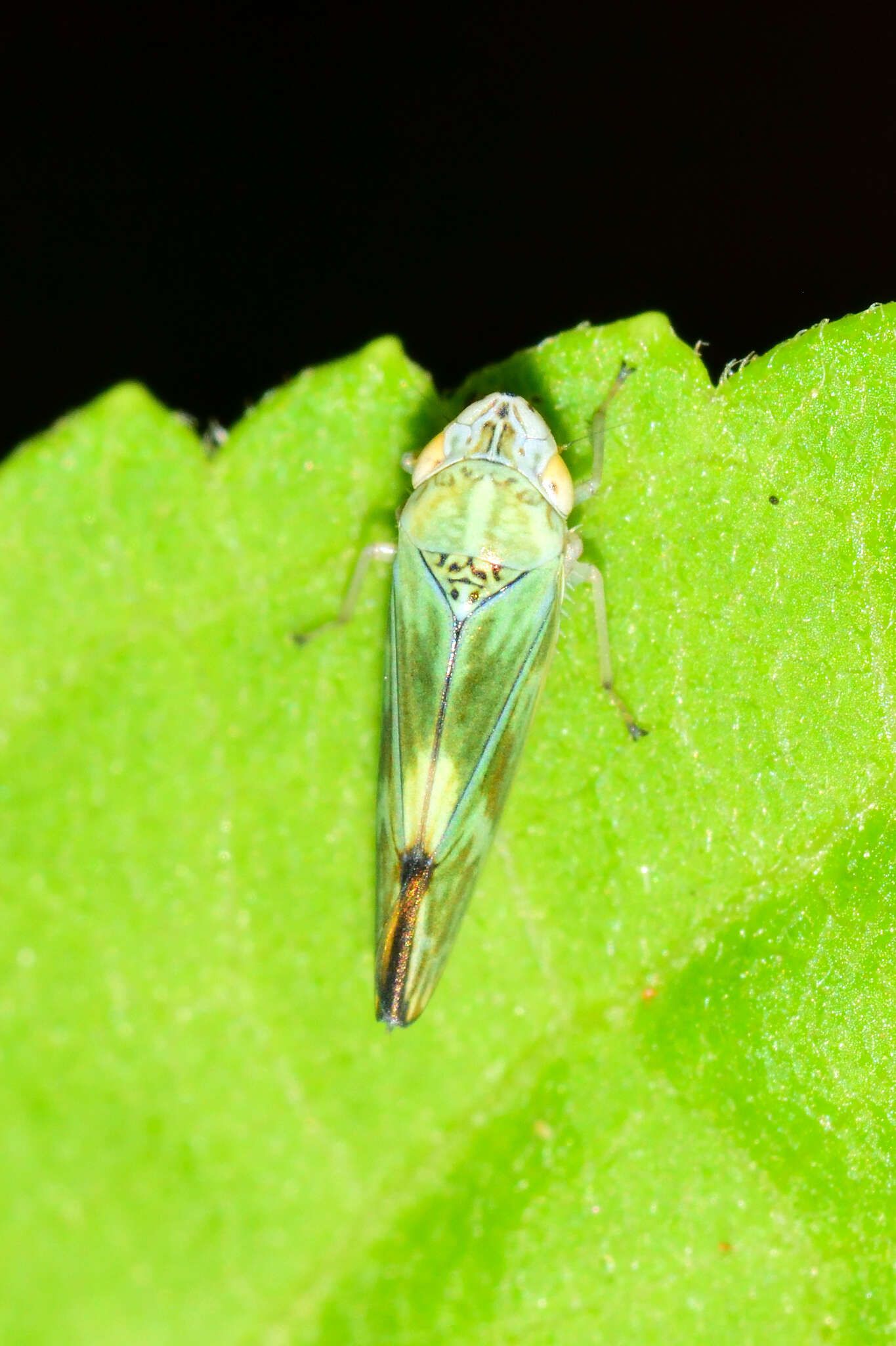 Image of Graphocephala ignava Ball 1936