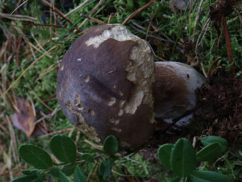 Image of Boletus pinophilus Pilát & Dermek 1973